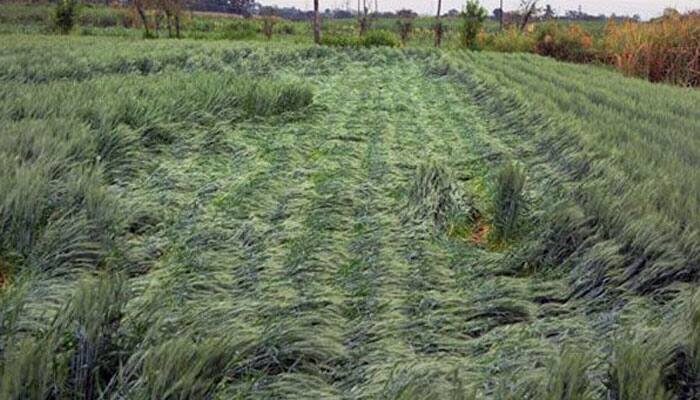 Unseasonal rains kill many across India; crops damaged