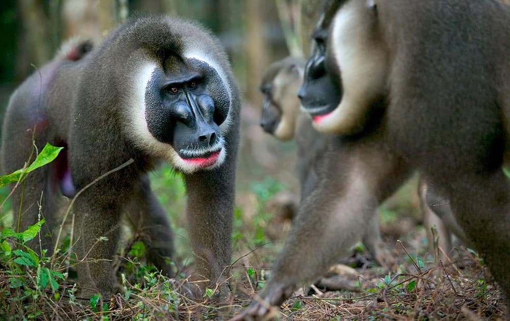 a drill (Mandrillus leucophaeus), left, challenges a dominant male, right, for leadership of a harem at a sanctuary in Calabar, Cross River State, Nigeria. 