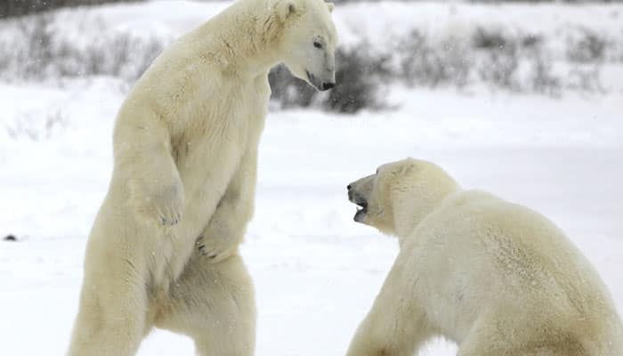 Why polar bears can&#039;t survive on land