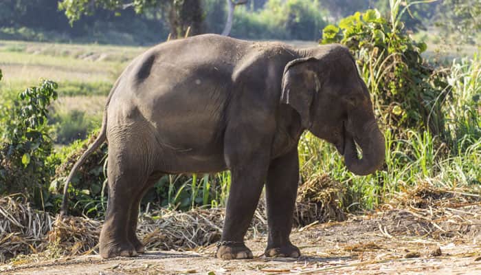 Elephants come out of jungle, tea workers keep away