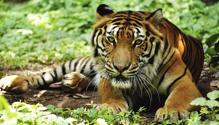 Odisha has around 60 tigers: Official