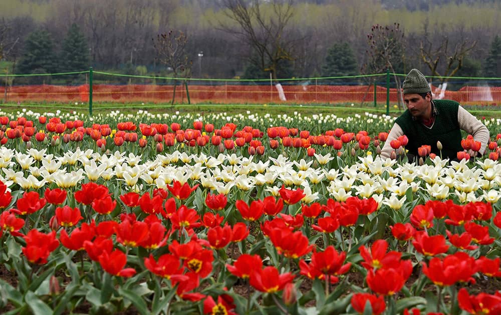 A gardener working in the Asias largest Tulip garden on the foot hills of Zabarwan in Srinagar. The garden will be thrown open to people and tourists on April 6, 2015.