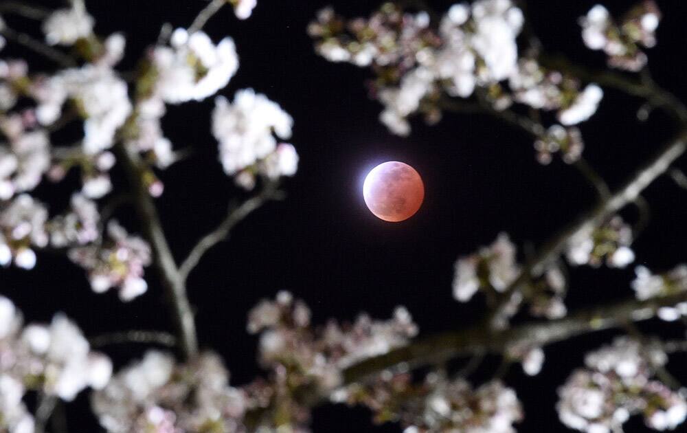 A total lunar eclipse is observed above cherry blossoms in Shiraishi city, Miyagi prefecture, northeastern Japan.