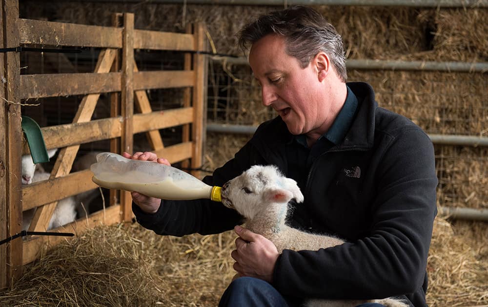 Britain's Prime Minister and leader of the Conservative Party, David Cameron feeds orphaned lamb on Dean Lane farm near the village of Chadlington, southern England.