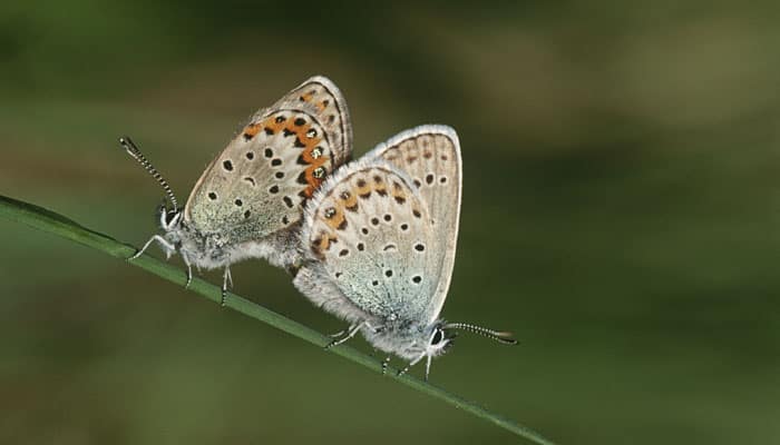 Rapid Action Project to document butterflies in Nagaland