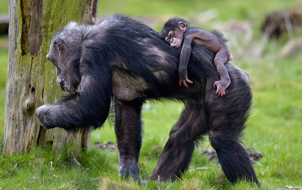 Baby chimpanzee Dayo sleeps on the back of its mother on a warm spring at the zoo in Gelsenkirchen, Germany. 