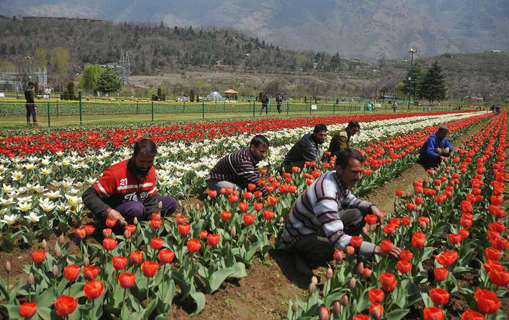 Gardeners work in the Indira Gandhi Memorial Tulip Garden in Srinagar.