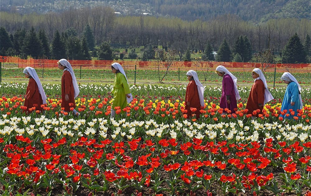 Girls in traditional Kashmiri attire enjoy full blooms at Asias largest Tulip garden after it was opened for public viewing.