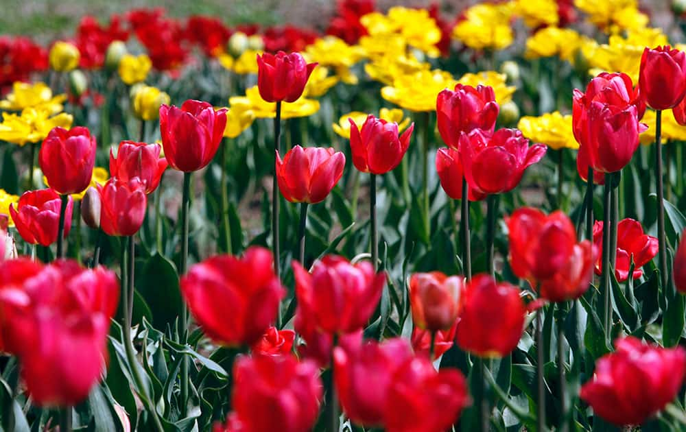 Tulips are in bloom during the season's opening of Siraj Bagh, claimed to be the largest tulip garden in Asia, on Zabarwan Hills in Srinagar.