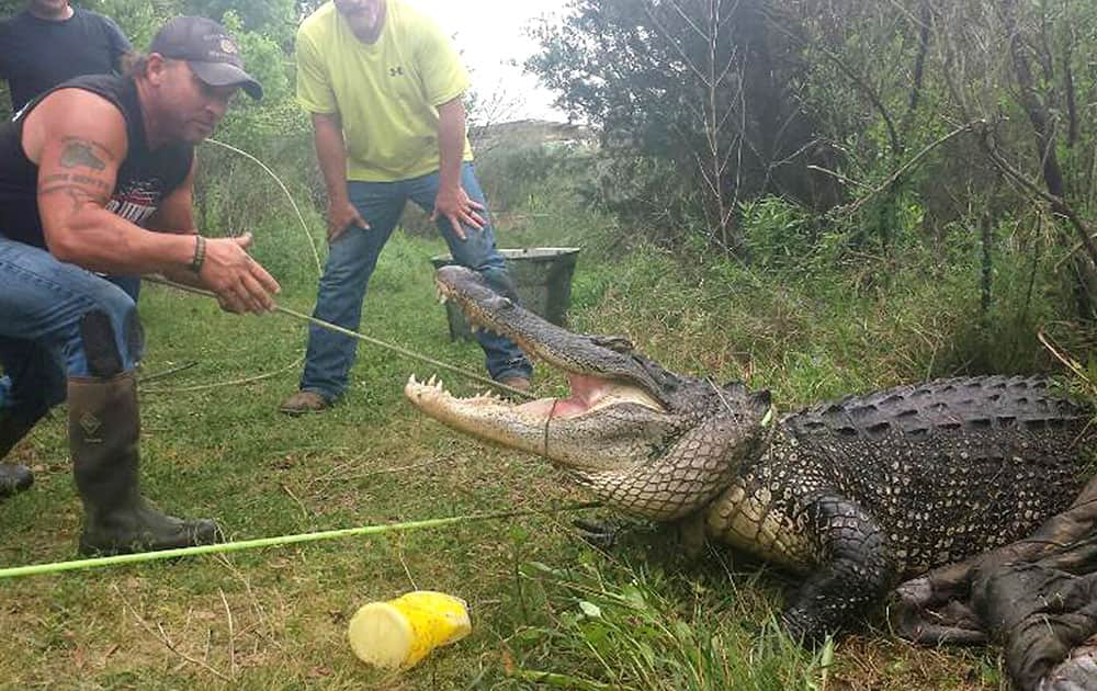 Saurage stands near an alligator safely hauled out of a rural pond in Grove, Texas.