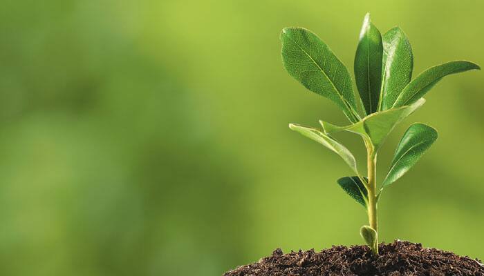 Plants too are passive smokers