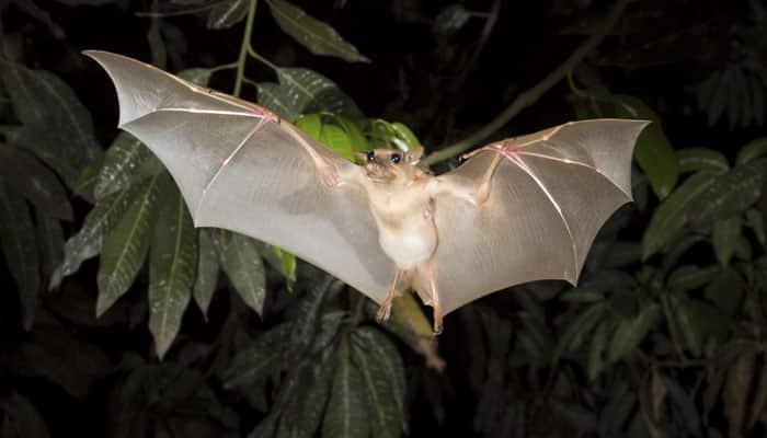 Bacteria grown on bats to help fight deadly fungus