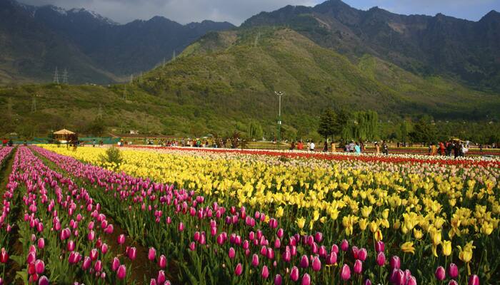 Flower bedecked, Kashmir looks to a tourist boom