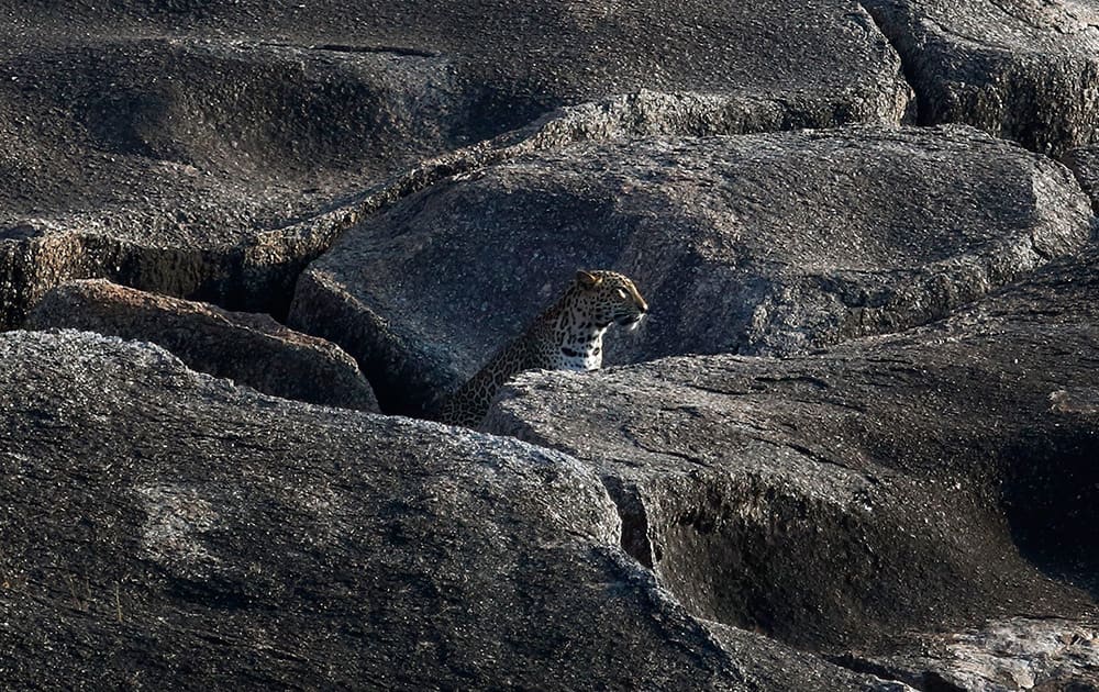 A leopard sits amidst the rocks at Loondhana village in Pali District, Rajasthan. Villagers say cats from nearby forests are frequently spotted in the area but there are hardly any reports of man-animal conflict.