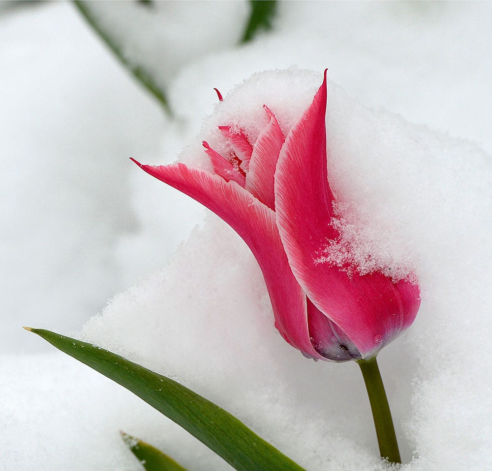 Snow covers tulips at Temple Square, in Salt Lake City. A spring storm has dumped 2.3 inches of snow in Salt Lake City after the winter proved to be the least snowy ever recorded. 