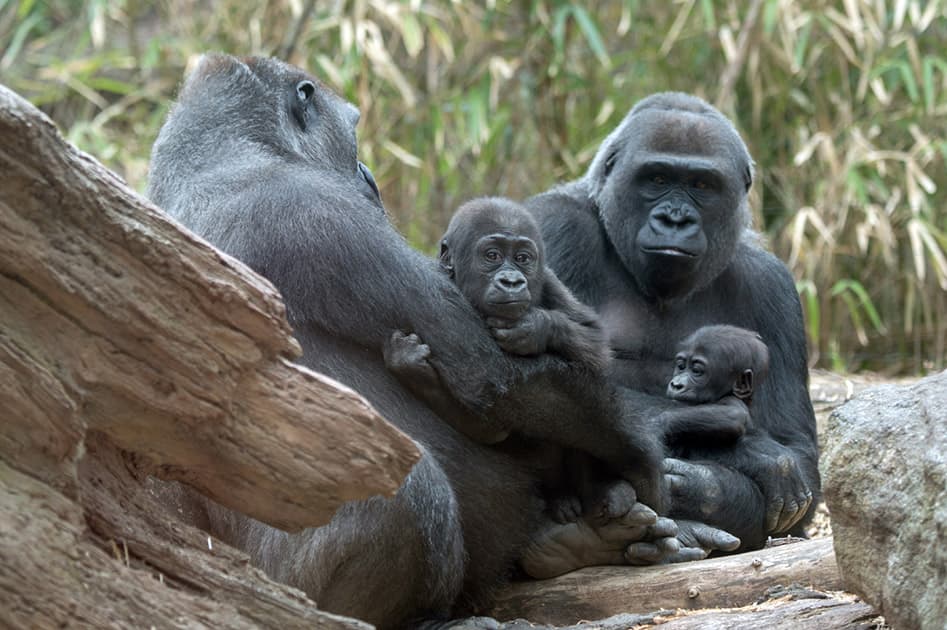 This photo provided by the Wildlife Conservation Society, a pair of infant lowland gorillas sits with their respective mothers at the Congo Gorilla Forest exhibit in New York City’s Bronx Zoo.