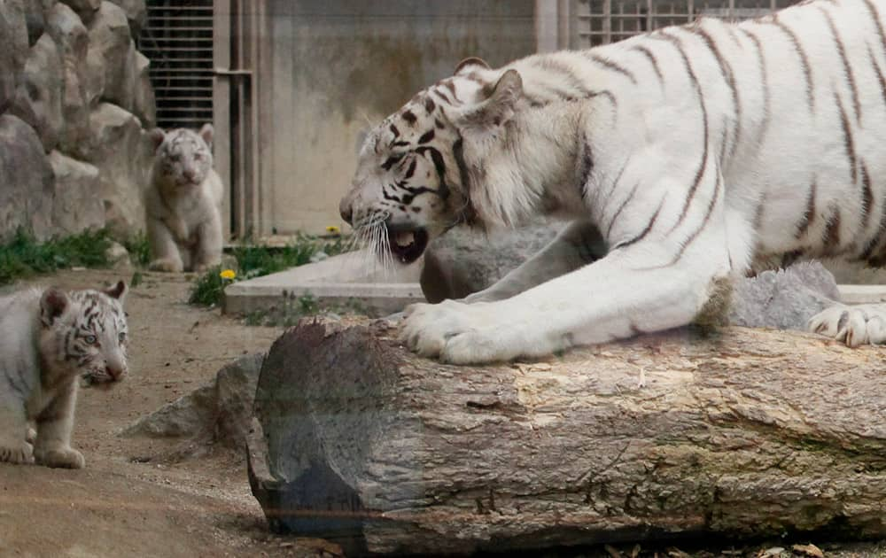 Newborn white tiger cubs stay beside their mother at the Saitama Tobu zoo, in Shiraoka, north of Tokyo. Ahead of the grand debut of the four cubs in a week, the zoo went ahead for a trial public appearance to test the cubs’ reactions. 