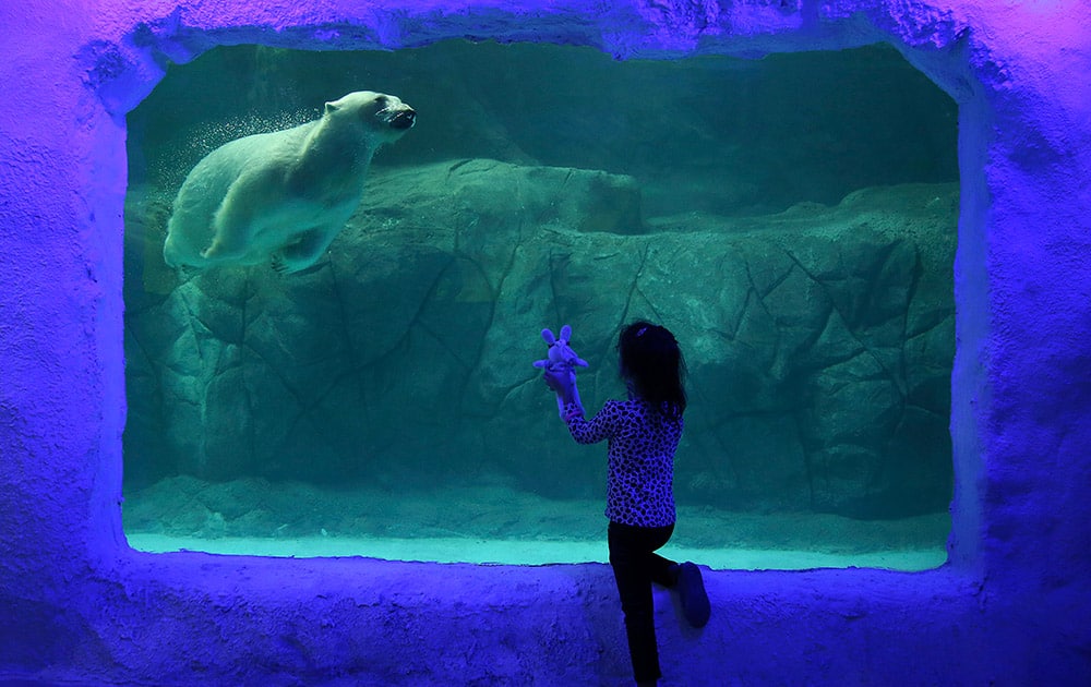 A visitor holds up her toy bunny to the aquarium glass, as Aurora the Russian polar bear swims in her tank at the Sao Paulo Aquarium, in Sao Paulo, Brazil.