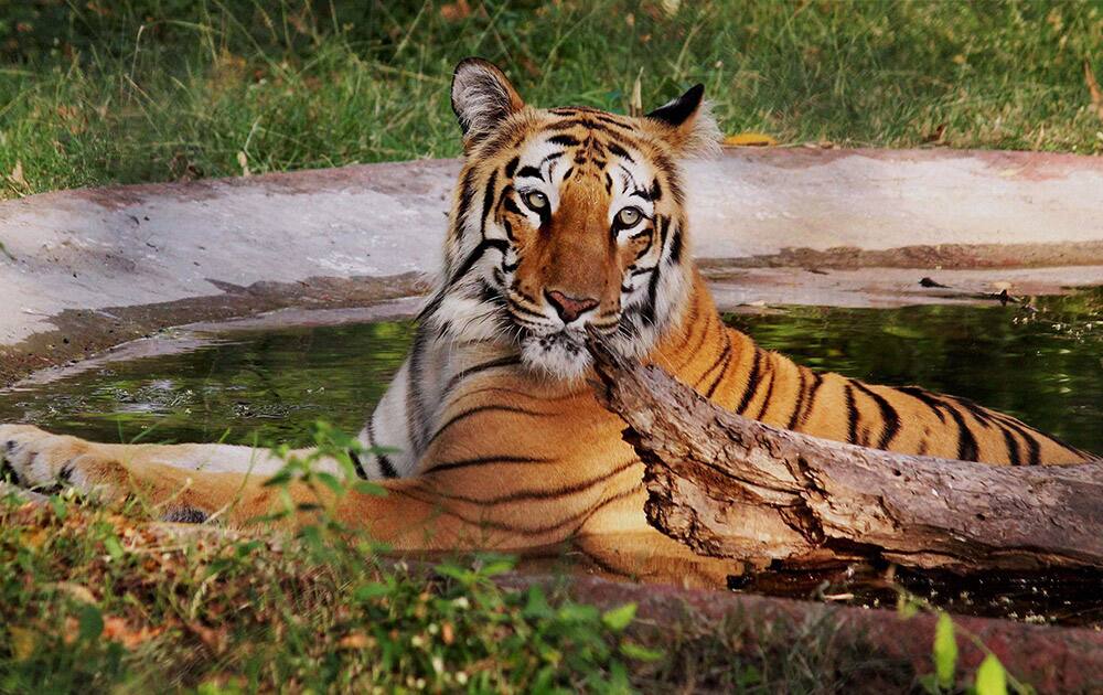 A tiger cools itself in a pond to beat the heat at Maharaj Bagh Zoo in Nagpur.