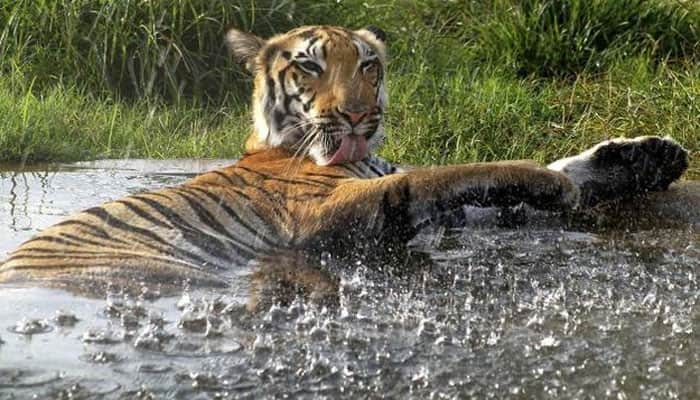 Uttarakhand gets its second tiger reserve - Rajaji National Park | Science  & Environment News | Zee News