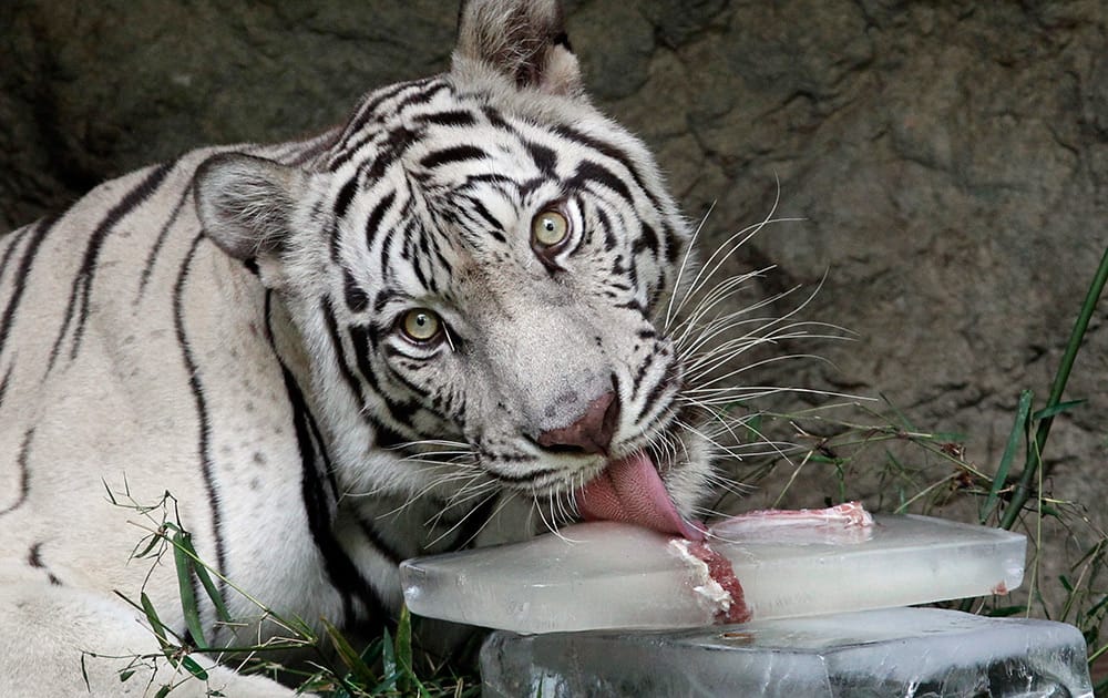 White Bengal tiger licks a block of ice as the temperature soared to nearly 40 degree Celsius (104 degree Fahrenheit), at Dusit Zoo in Bangkok.