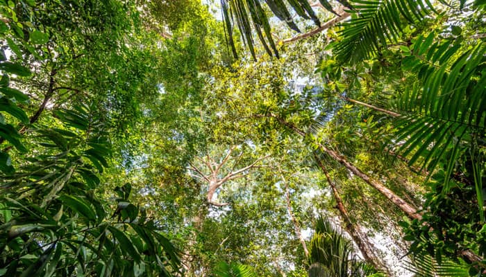 Rapid decline of trees in Amazon rainforest dramatically changing climate