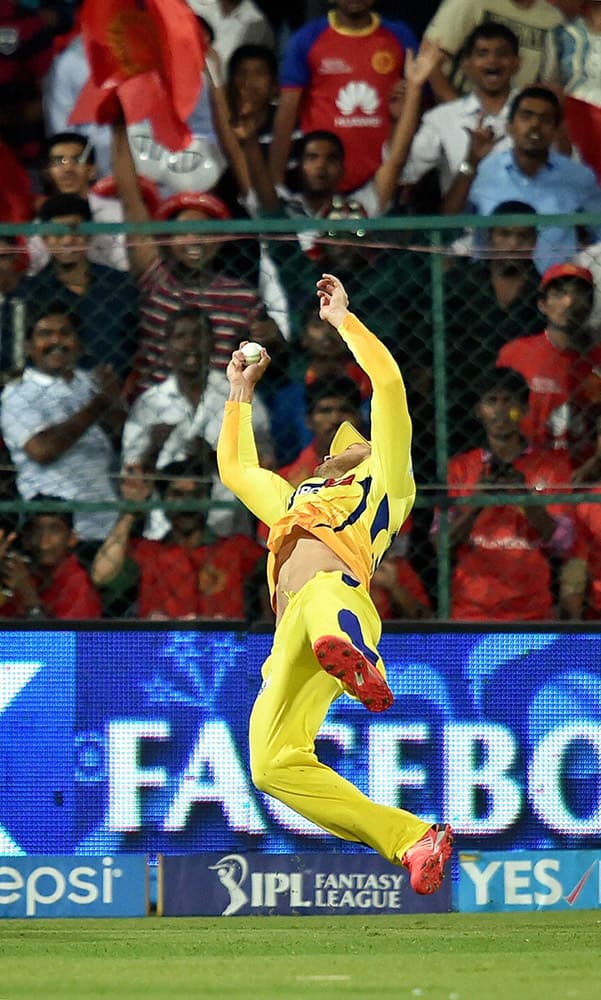 Chennai Super Kings Faf Du Plesis takes a successful catch of Manvender Bisla during IPL 8 against Royal Challengers Bangalore match at Bengaluru.