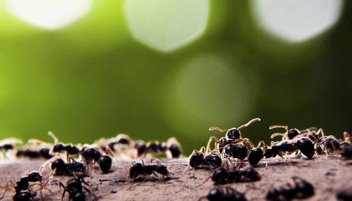 Ants &#039;speed up&#039; when to accommodate larger crowd 