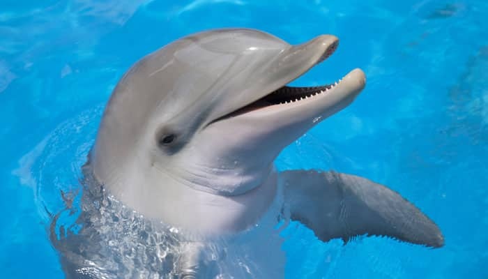 Dolphins raise voices to communicate in noisy waters