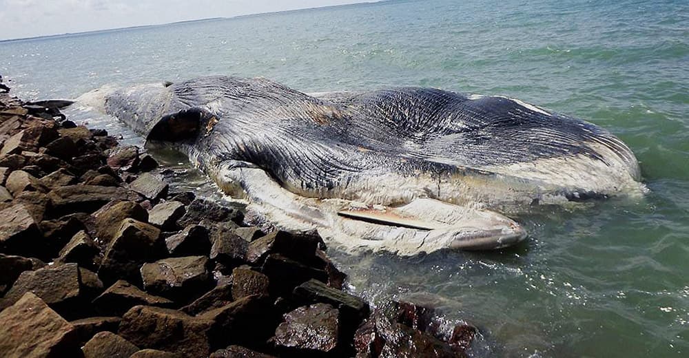 A giant whale found washed ashorein the south sea of Gulf of Mannar.