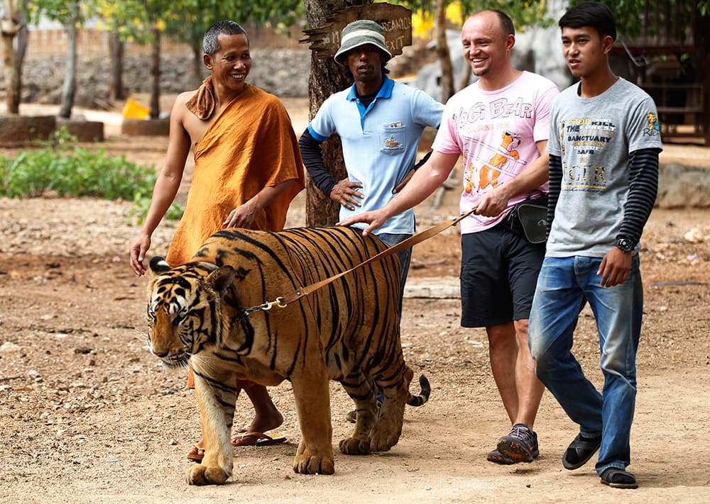 A tourist tries out to leash a tiger led by a Buddhist monk, left, at the 