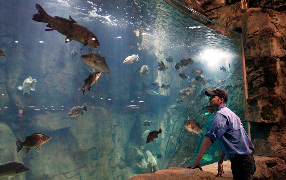 Raulin Forst looks over an aquarium in the new Bass Pro Shop store in Memphis, Tenn. Forst oversees the live exhibits in the store, which include 1,800 fish. 