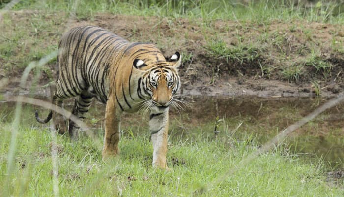 Ranthambore tiger moves to MP in search of territory