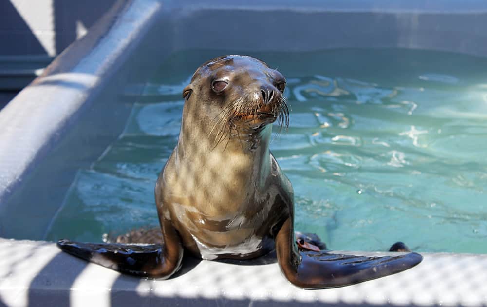 This photo provided by The Marine Mammal Center shows a sea lion pup at the Center in Sausalito, Calif., after its rescue from a San Francisco street.