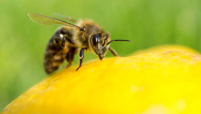 Pesticides alter bees&#039; brains, affect reproductive ability