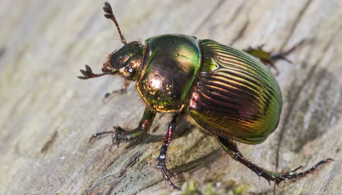 Meet the beetle that packs a machine gun