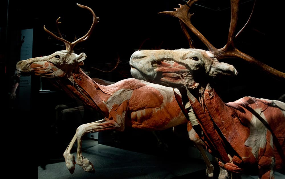 Caribou carcasses, preserved through plastification are displayed as part of 'Animal Inside Out: An Exhibition by Body Worlds' at the Museum of Nature.