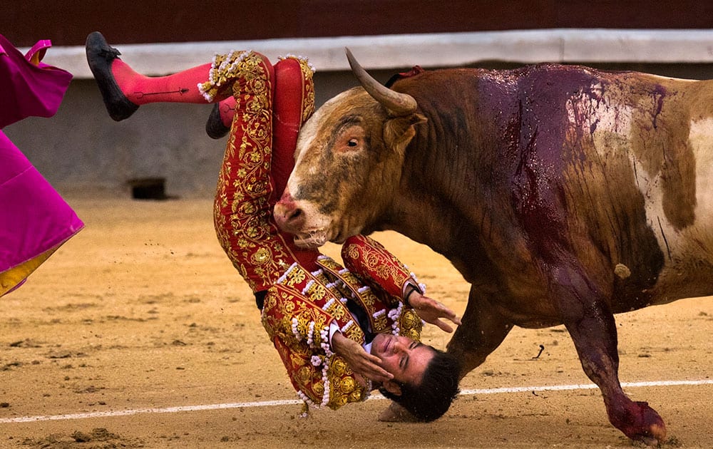 Bullfighter Leonardo San Sebastian is gored by a bull during a bullfight at Las Ventas bullring in Madrid, Spain.