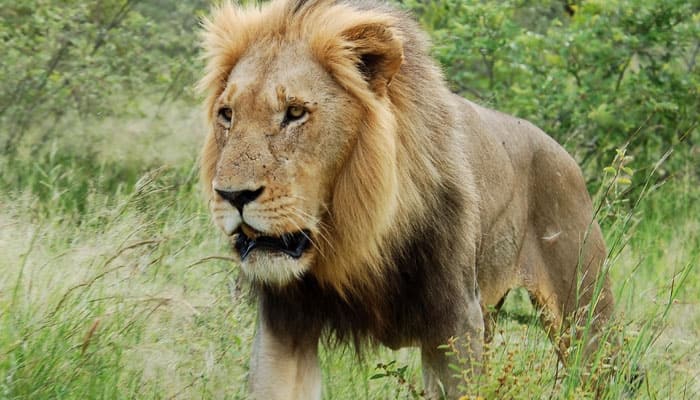 Forest officials hold Asiatic lion census in Gir sanctuary