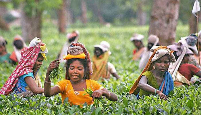 Climate change sparks tension in India&#039;s tea gardens