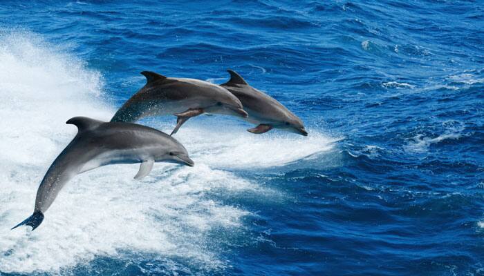 Dolphins have social networks too!