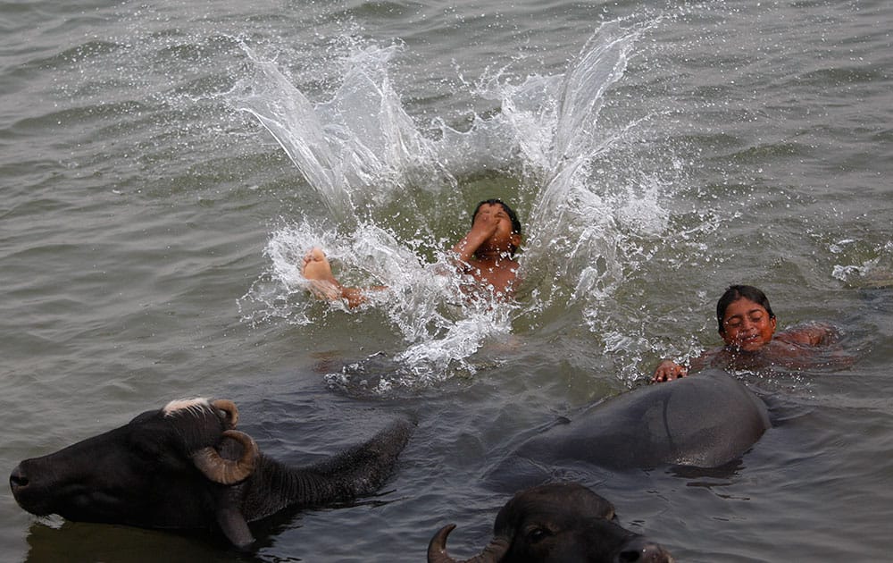 Indian boys swim beside buffaloes in the River Tawi on a hot summer day in Jammu.