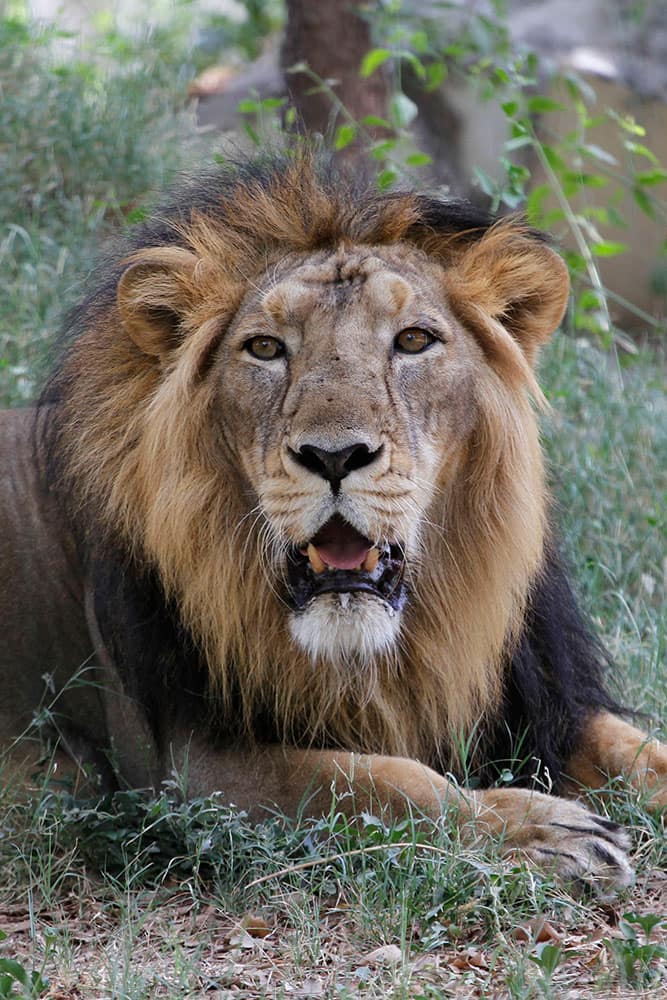 An Asiatic lion rests at its enclosure at the Kamala Nehru Zoological Garden in Ahmadabad, India.