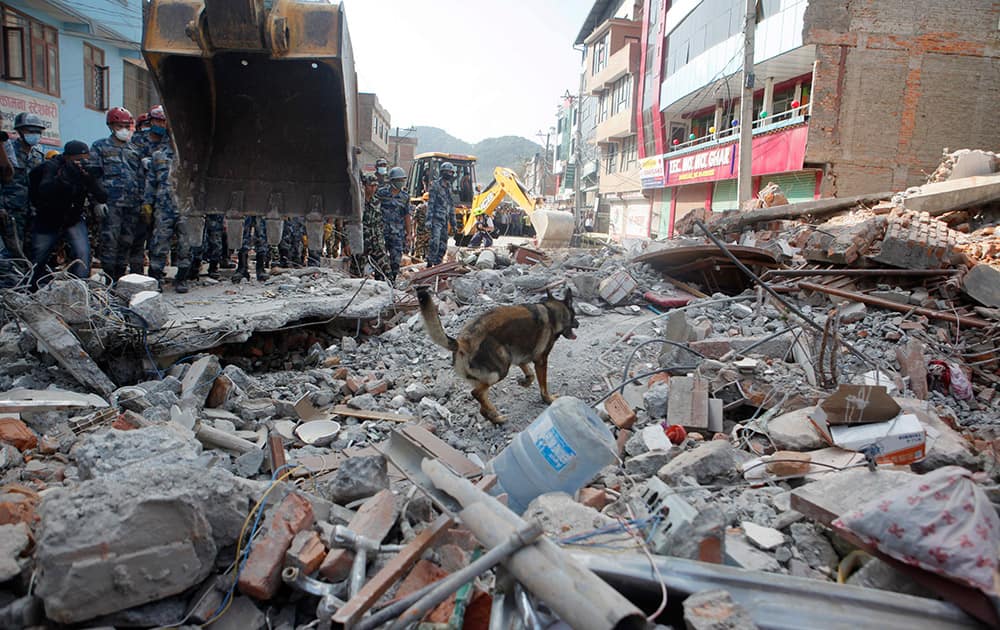 A USAID rescue team sniffer dog works to find survivors at the site of a building that collapsed in an earthquake in Kathmandu, Nepal.