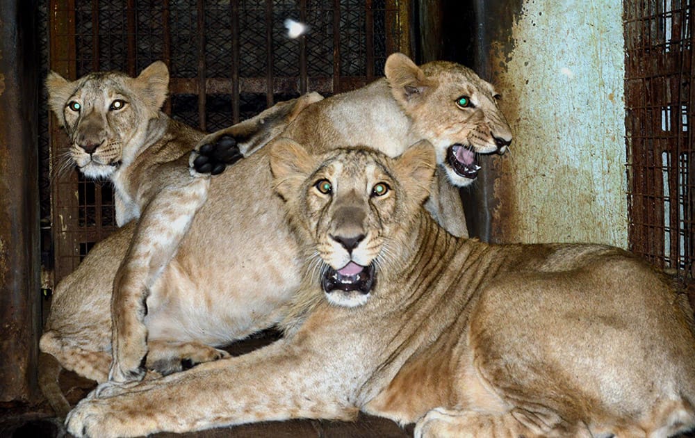 Three lion cubs one at Nehru Zoological Park in Hyderabad on Tuesday. The cubs will be released in special enclosure for visitors in couple of days.