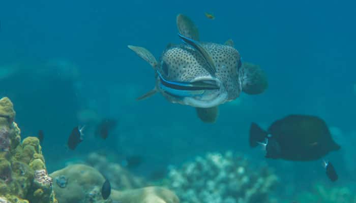 Ocean acidification didn&#039;t kill marine life: Study