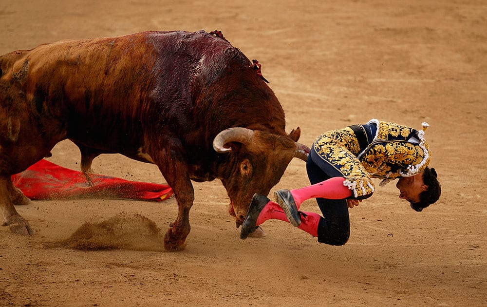 Spanish bullfighter Paco Urena is gored by a Pedraza de Yelte's ranch fighting bull during a bullfight at Las Ventas bullring in Madrid.