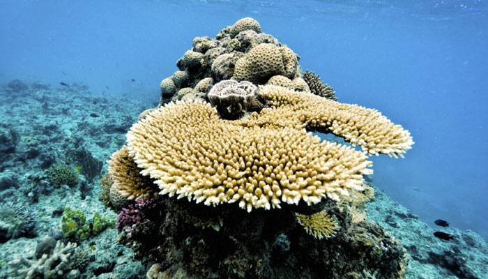 Australia to widen curbs on shipping around Great Barrier Reef