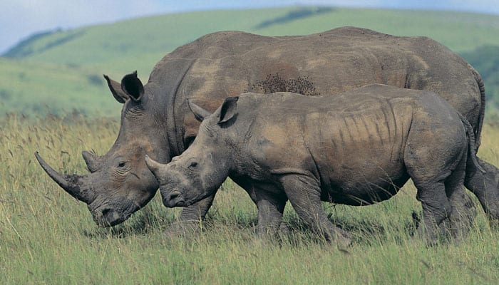 Rhino horn more valuable than gold, diamonds