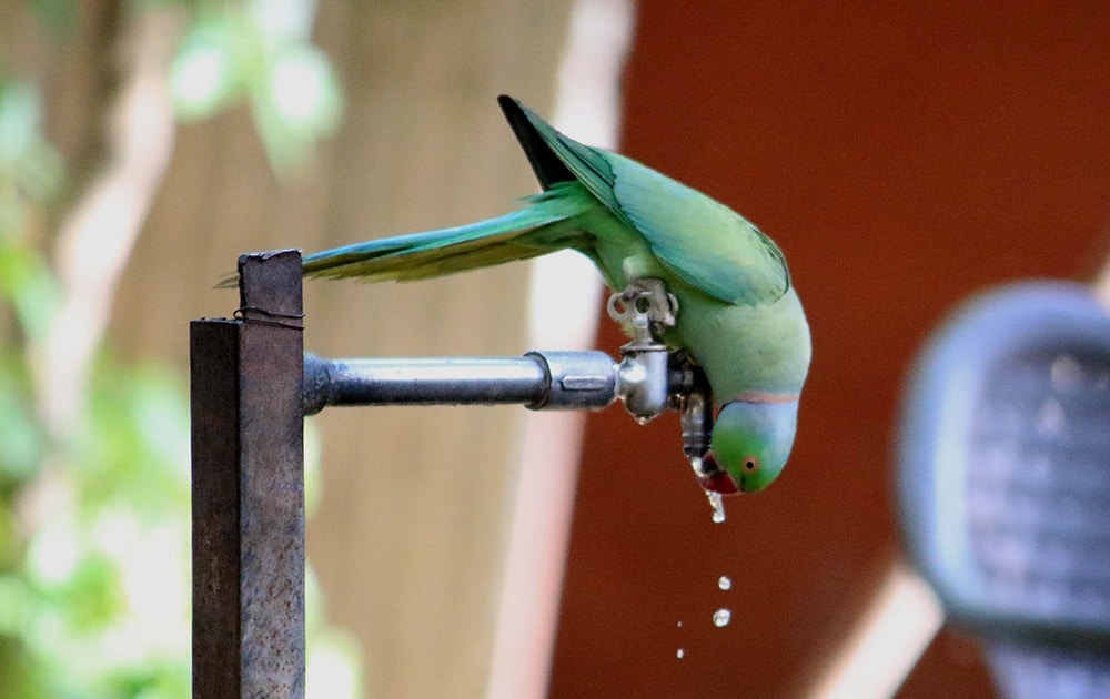 A parrot quenches its thirst from tap water drops during a hot day, in Jaipur.